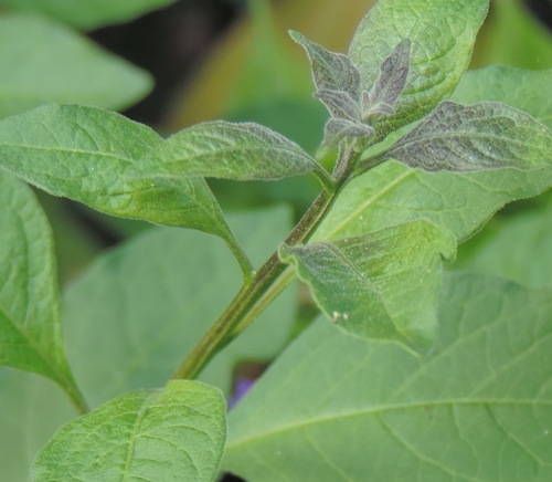 Lycianthes rantonnetii (Solanaceae)